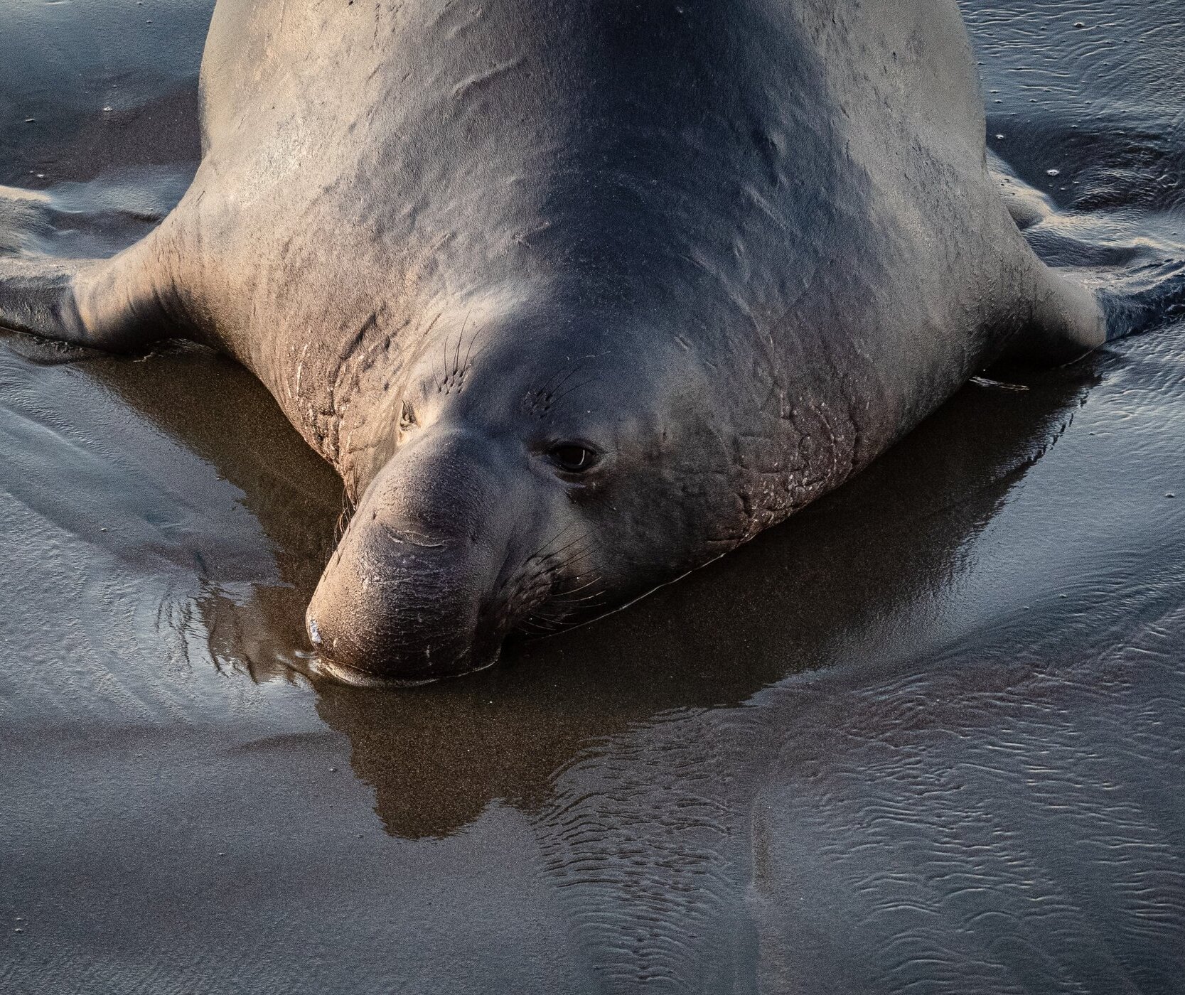 elephant seal on the beach